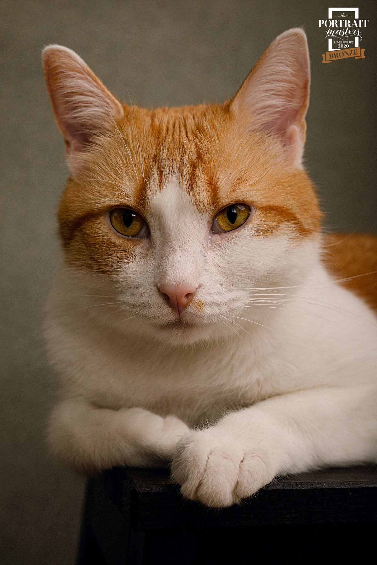 Prämiertes Tierporträt einer rot-weißen Katze